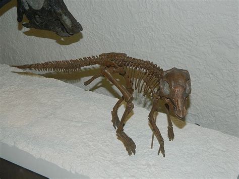 Baby dinosaur skeleton | Baby dinosaurs, Dinosaur, Dinosaur skeleton