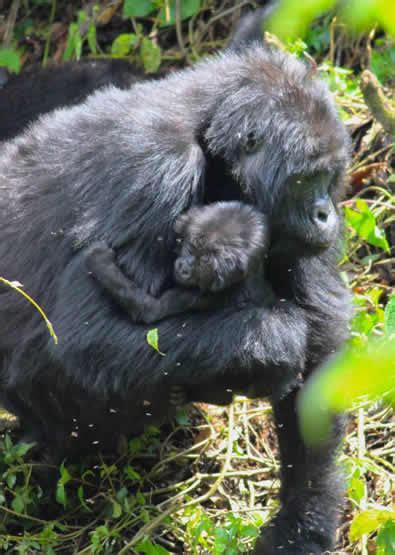 rwanda-gorilla-safari | Volcanoes National Park Rwanda