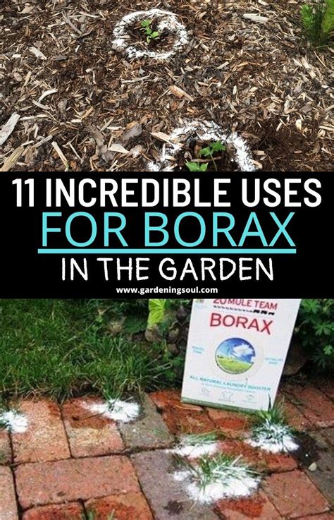 11 Incredible Uses for Borax in the Garden | Borax uses, Borax, The ...