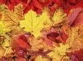 Image of autumn leaves | CreepyHalloweenImages