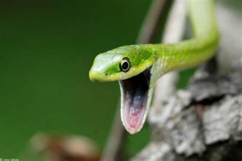 Interesting facts about Smooth green snake