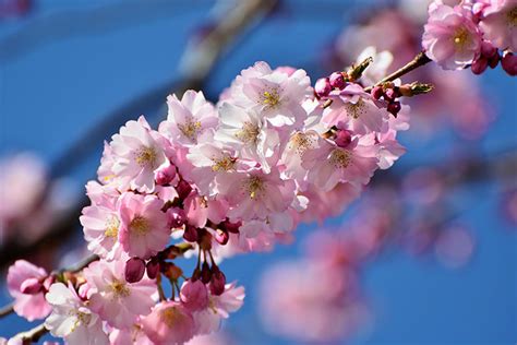 Top Ten Places to See Cherry Blossoms in China this Spring