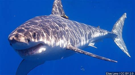 Study: Great white sharks are swimming farther and deeper