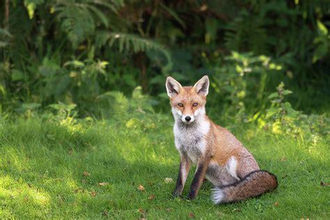 Red Fox At Edge Of Forest Photograph by James Warwick - Fine Art America