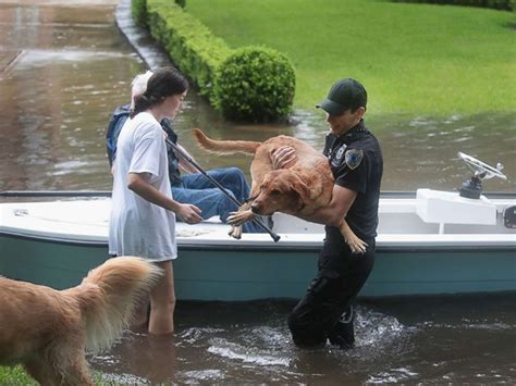 People Banding Together To Save Animals During Hurricane Harvey