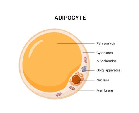 Fat Cell Diagram Drawing Illustrations, Royalty-Free Vector Graphics ...