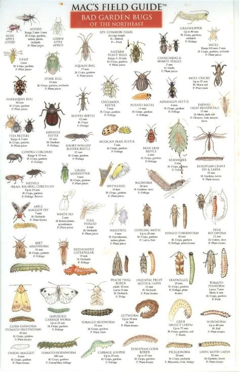 Bad Garden Bugs of the Northeast | Garden bugs, Garden insects ...