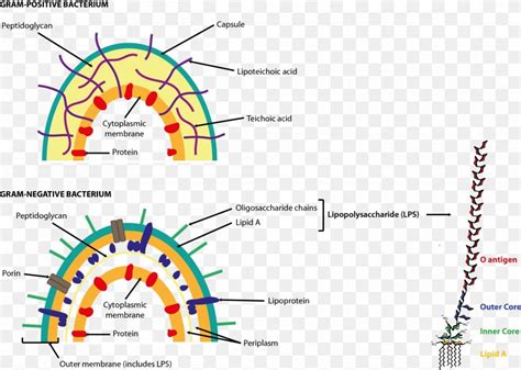 Endotoxin Gram-negative Bacteria Gram-positive Bacteria Bacterial Cell Structure Cell Wall, PNG ...