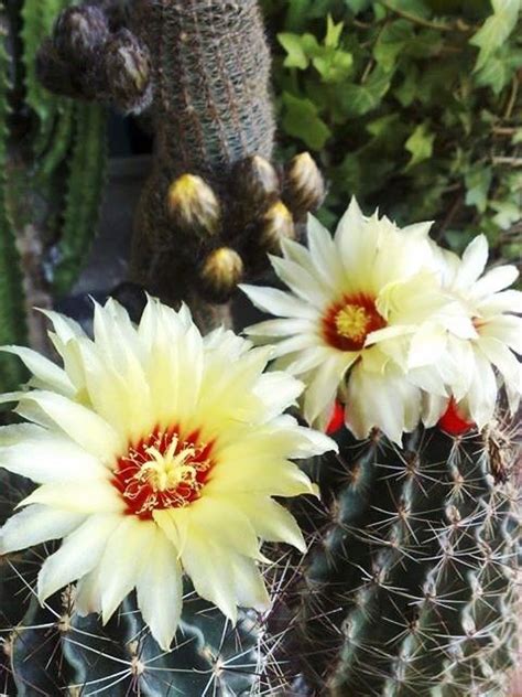 two large yellow flowers on top of a cactus