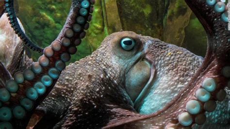 Octopus breaks out of aquarium - CNN Video