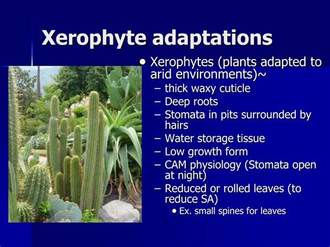 Xerophytes Adaptations