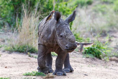 Baby Rhinoceros with Oxpecker Stock Photo - Image of reserve, young: 147039116