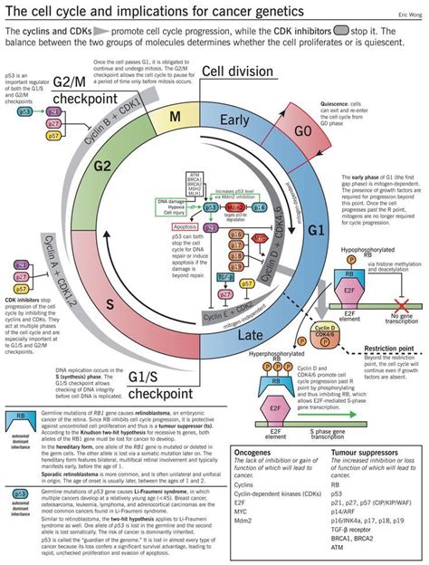 Cell Cycle Phases Diagram Stage And Checkpoints | SexiezPicz Web Porn