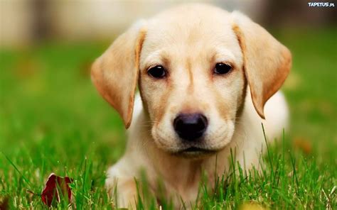 Biszkoptowy, Labrador, Retriever, Trawa