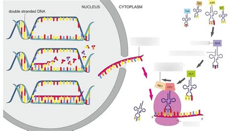 HSC Biology - Polypeptide Synthesis Diagram | Quizlet