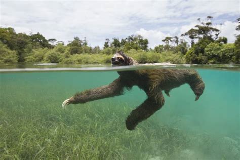 Can Sloths Swim? Dive into the Unexpected! - Animal Hype