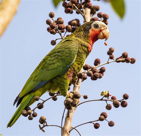 Cuban Parrot | Endangered Bird | Passerine