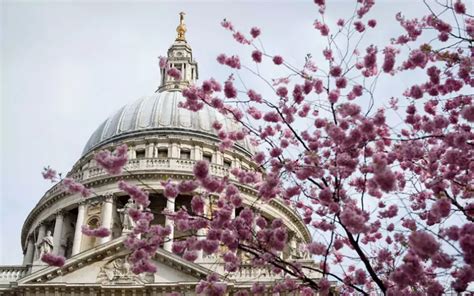 CHERRY BLOSSOMS - London On The Inside