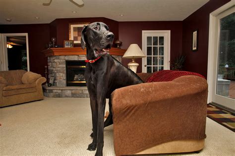 World’s Tallest Dog Zeus