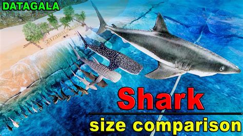 Shark Size Comparison 🦈 Which Shark is the biggest? - YouTube