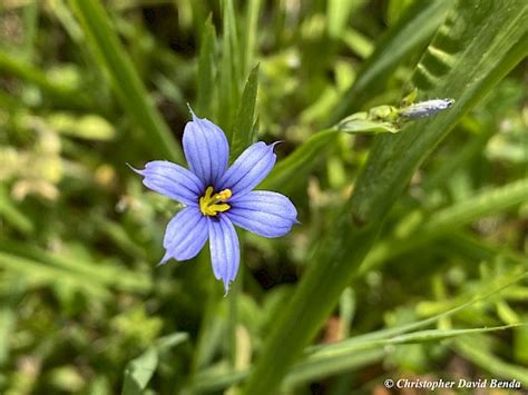 Sisyrinchium angustifolium | Illinois Botanizer