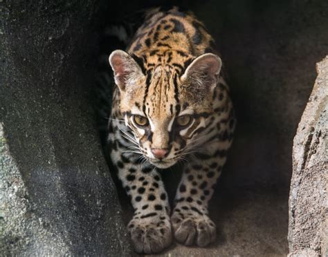 What Is A Ocelots Behavior