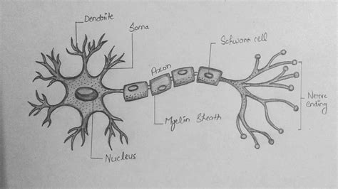 How To Draw Neuron Diagram Step By Step For Beginners School – Otosection