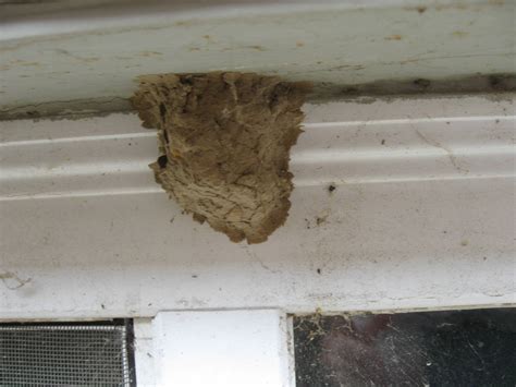 Bee Nest Identification