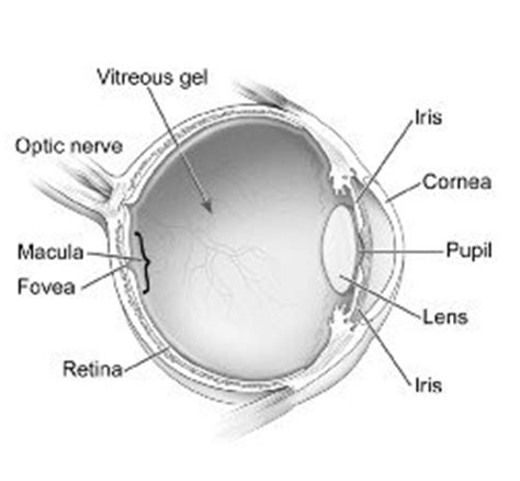 Macula Lutea - Its Role In Macular Degeneration