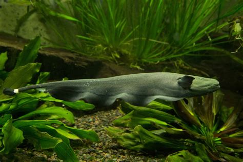 Black Ghost Knifefish: Care Guide For Night Eaters - Aquariadise