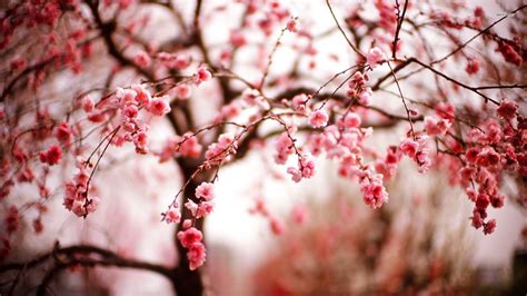 Cherry Blossom Tree Wallpaper (60+ images)