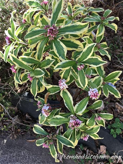 Daphne Plant: How To Grow A Daphne Shrub That Will Fill Your Garden ...