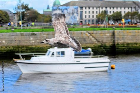 Caspian gull zooming past a boat Stock Photo | Adobe Stock