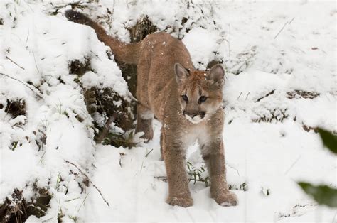 winter | Oregon Zoo