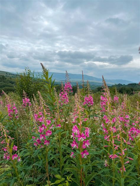 Brecon Beacons Hiking Guide and Wild Water Swimming - Zanna Van Dijk