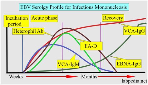 Ebv Antibodies In Blood at Sierra Leatherman blog