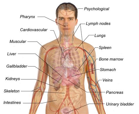 Human Anatomy Internal Organs Diagram Female : Internal Organs Diagram ...