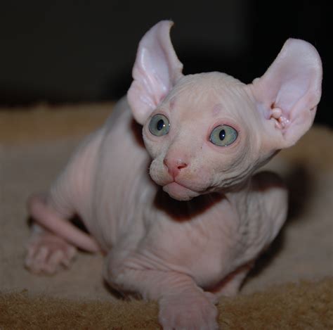 Elf kittens - elf sphynx - elf cats — NOCOATKITTY SPHYNX