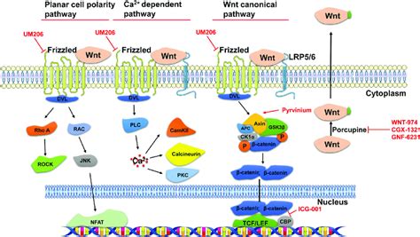 Wnt signaling pathways and the intervention targets of Wnt pathway ...