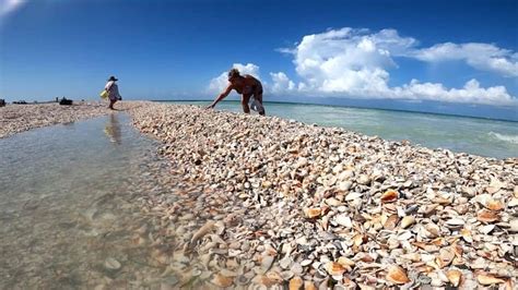 Beach Renourishment Brings Seashells to Lido Key - Florida Vacation ...