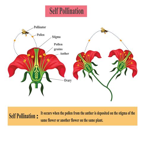 Self-pollination. Pollination of flowering plants scheme for biology botany lessons, school ...