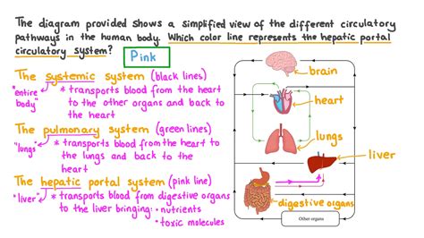 Hepatic Portal System