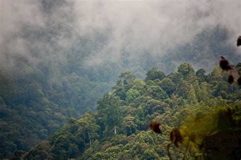 Orang Pendek: Is There An Unknown Great Ape In Remotest Sumatra ...