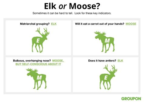 Moose or Elk: How to Spot the Difference