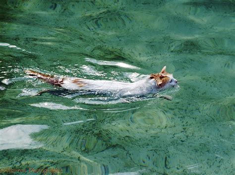 Turkish Van Cat, swimming photo - WP00285