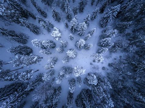 Spectacular Aerial Top Down View on Snow Covered Dark Pine Tree Forest after Snowfall, White ...