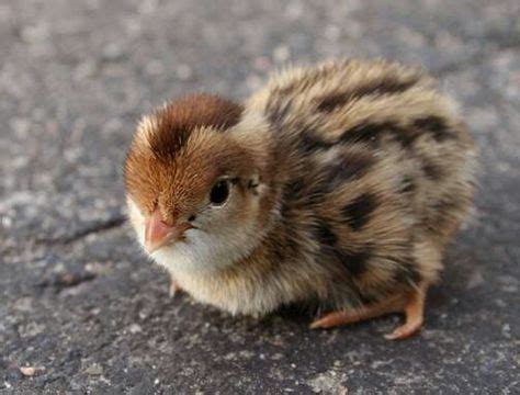 63 Baby Quail ideas | quail, animals, pet birds