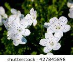 Small White Flowers Free Stock Photo - Public Domain Pictures