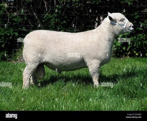 A rare breed lamb in a Spring meadow Stock Photo - Alamy