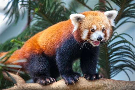 'Kung Fu' red pandas settle into new Laos sanctuary - Environment - The ...